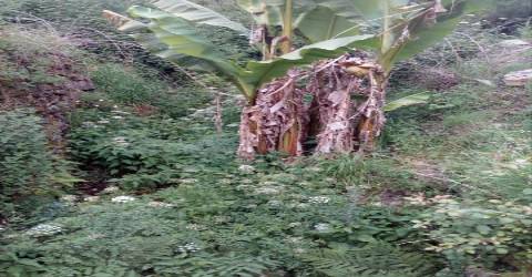 Terreno em Espiunca, Arouca, ideal para investimento turístico.