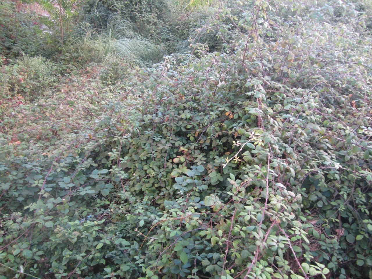 Terreno  Venda em Lobão, Gião, Louredo e Guisande,Santa Maria da Feira