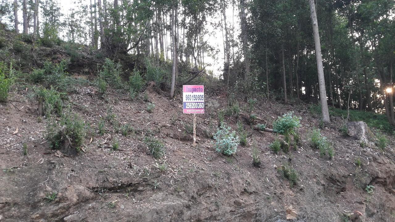 Terreno  Venda em Vila de Cucujães,Oliveira de Azeméis