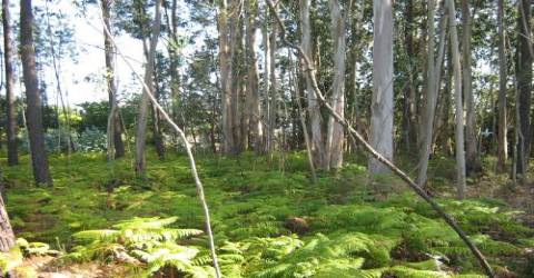 Moradia T4 para remodelação em Souto, Santa Maria da Feira.