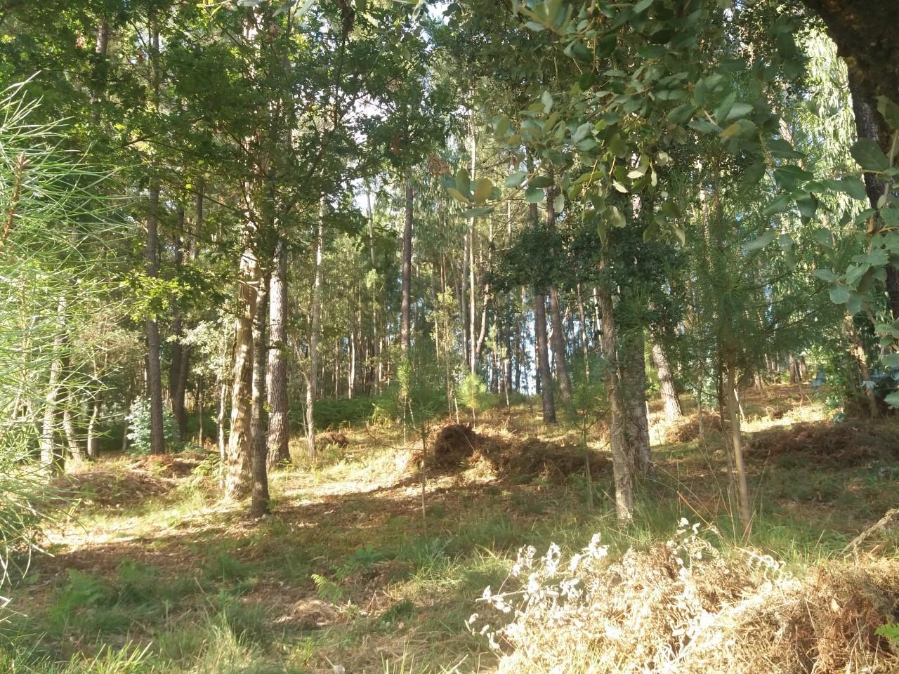 Terreno  Venda em Escariz,Arouca