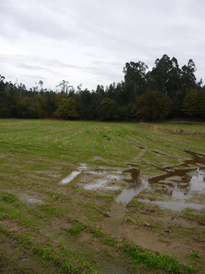 Terreno  Venda em São Miguel do Souto e Mosteirô,Santa Maria da Feira