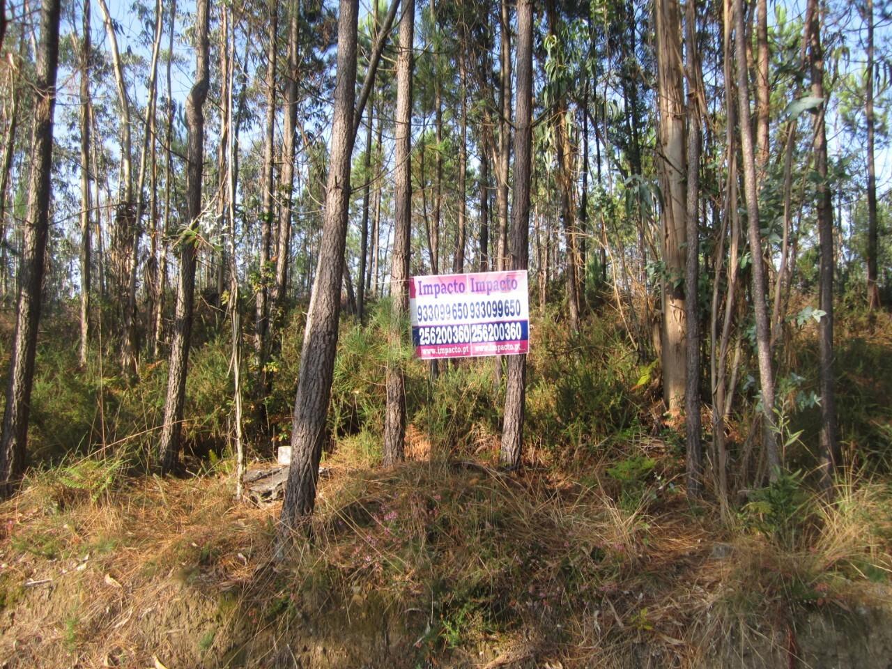 Terreno  Venda em Caldas de São Jorge e Pigeiros,Santa Maria da Feira