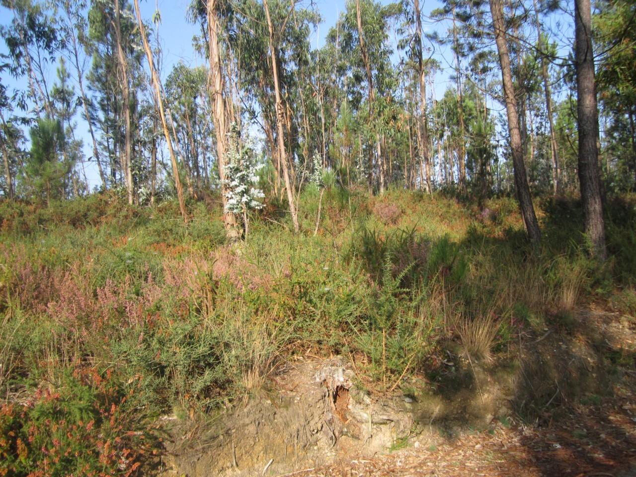 Terreno  Venda em Caldas de São Jorge e Pigeiros,Santa Maria da Feira