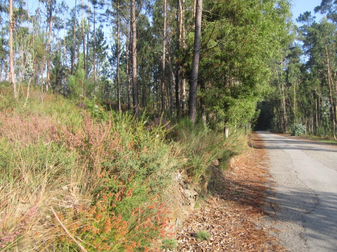 Terreno  Venda em Caldas de São Jorge e Pigeiros,Santa Maria da Feira