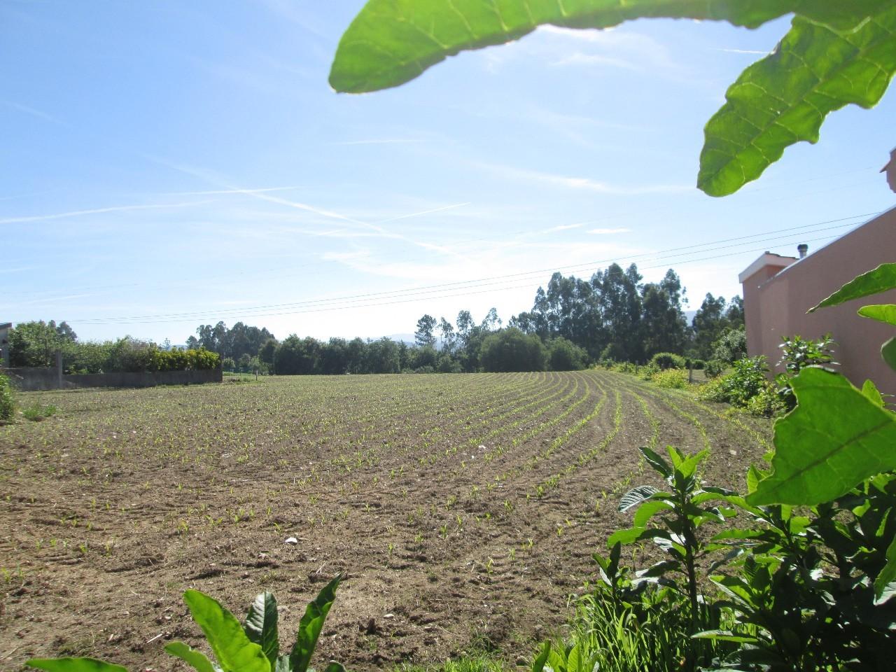 Terreno  Venda em Oliveira de Azeméis, Santiago de Riba-Ul, Ul, Macinhata da Seixa e Madail,Oliveira de Azeméis