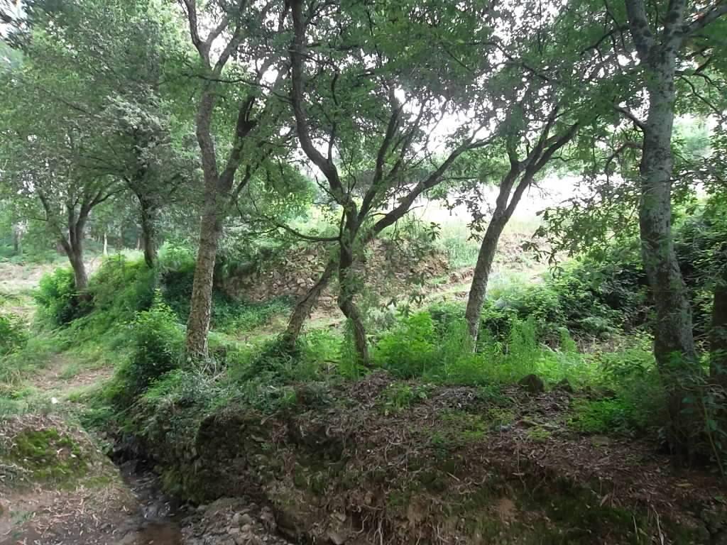 Terreno  Venda em Vila de Cucujães,Oliveira de Azeméis