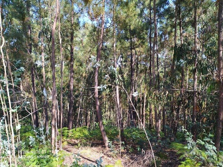 Terreno  Venda em Carregosa,Oliveira de Azeméis