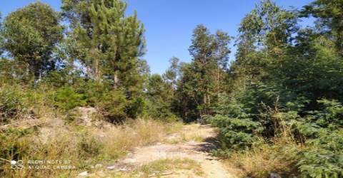 Terreno em Carregosa, Oliveira de Azeméis