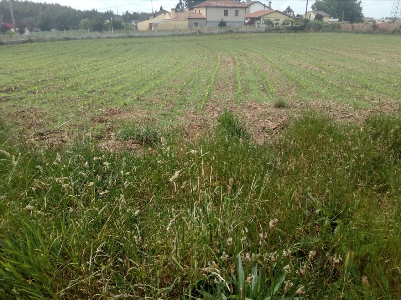 Terreno  Venda em Branca,Albergaria-a-Velha