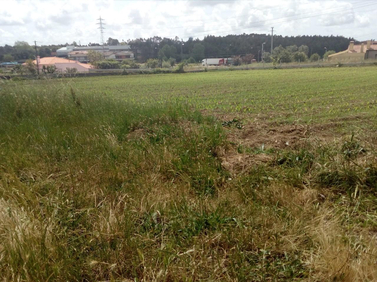 Terreno  Venda em Branca,Albergaria-a-Velha