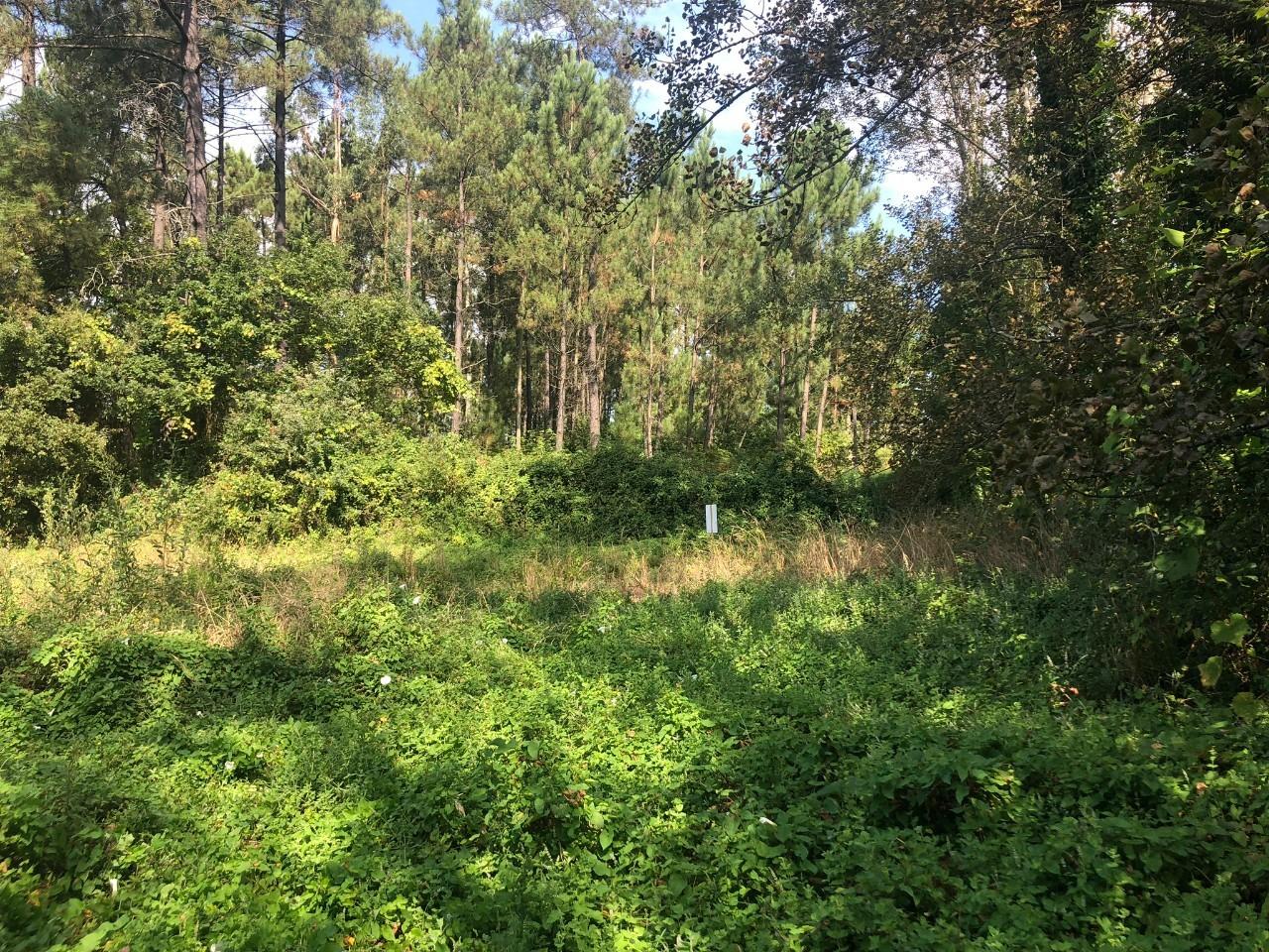 Terreno  Venda em Caldas de São Jorge e Pigeiros,Santa Maria da Feira