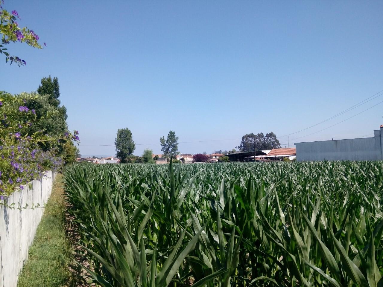 Terreno  Venda em Pardilhó,Estarreja