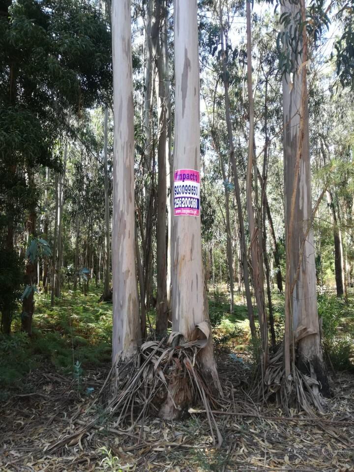 Terreno  Venda em Avanca,Estarreja