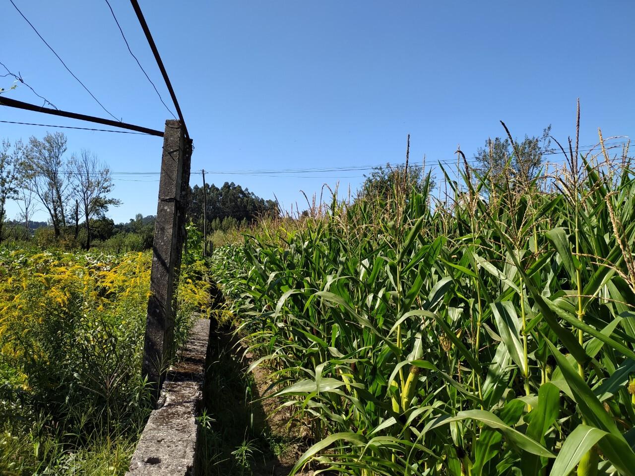 Terreno  Venda em Romariz,Santa Maria da Feira