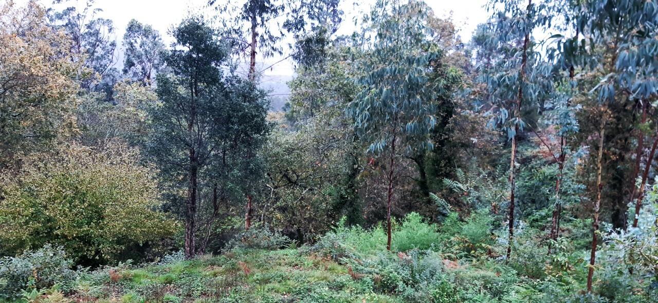 Terreno  Venda em Oliveira de Azeméis, Santiago de Riba-Ul, Ul, Macinhata da Seixa e Madail,Oliveira de Azeméis