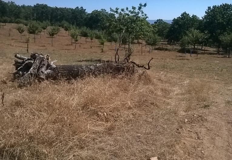 Terreno  Venda em Vilar de Ossos,Vinhais