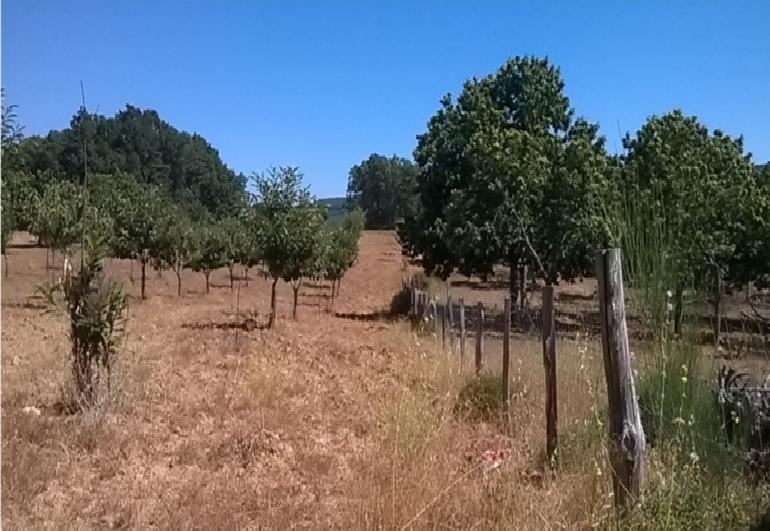 Terreno  Venda em Vilar de Ossos,Vinhais