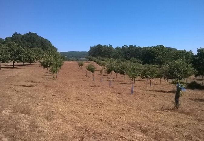 Terreno  Venda em Vilar de Ossos,Vinhais