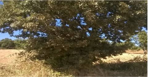 Terreno  Venda em Vilar de Ossos,Vinhais