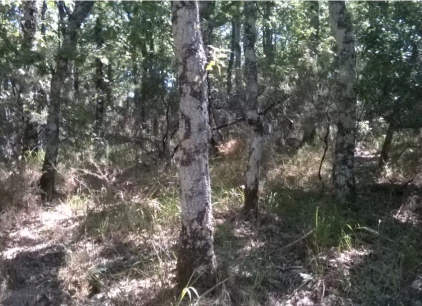 Terreno  Venda em Vilar de Ossos,Vinhais