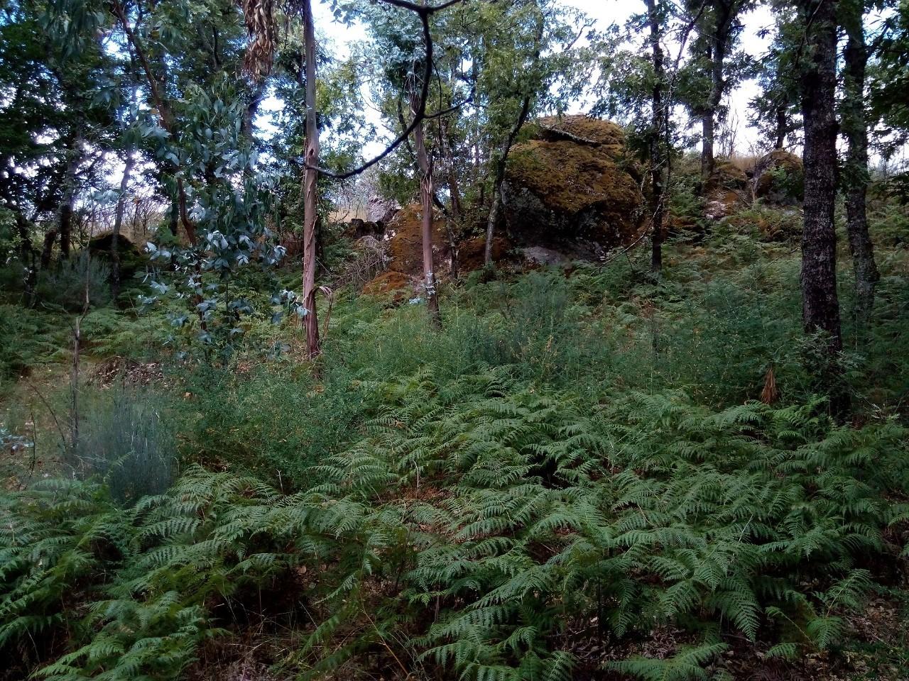 Terreno  Venda em Valadares,Baião