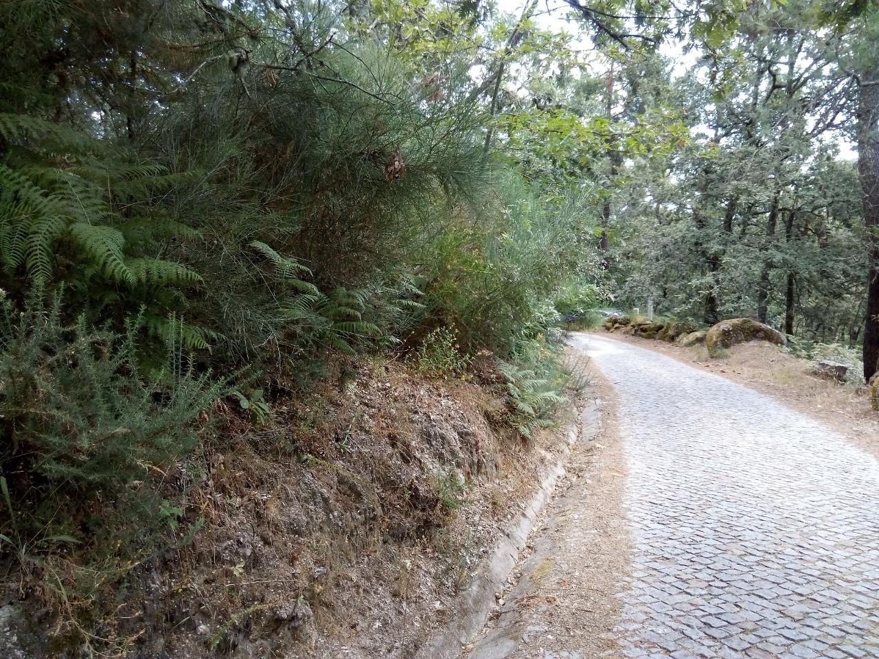 Terreno  Venda em Valadares,Baião