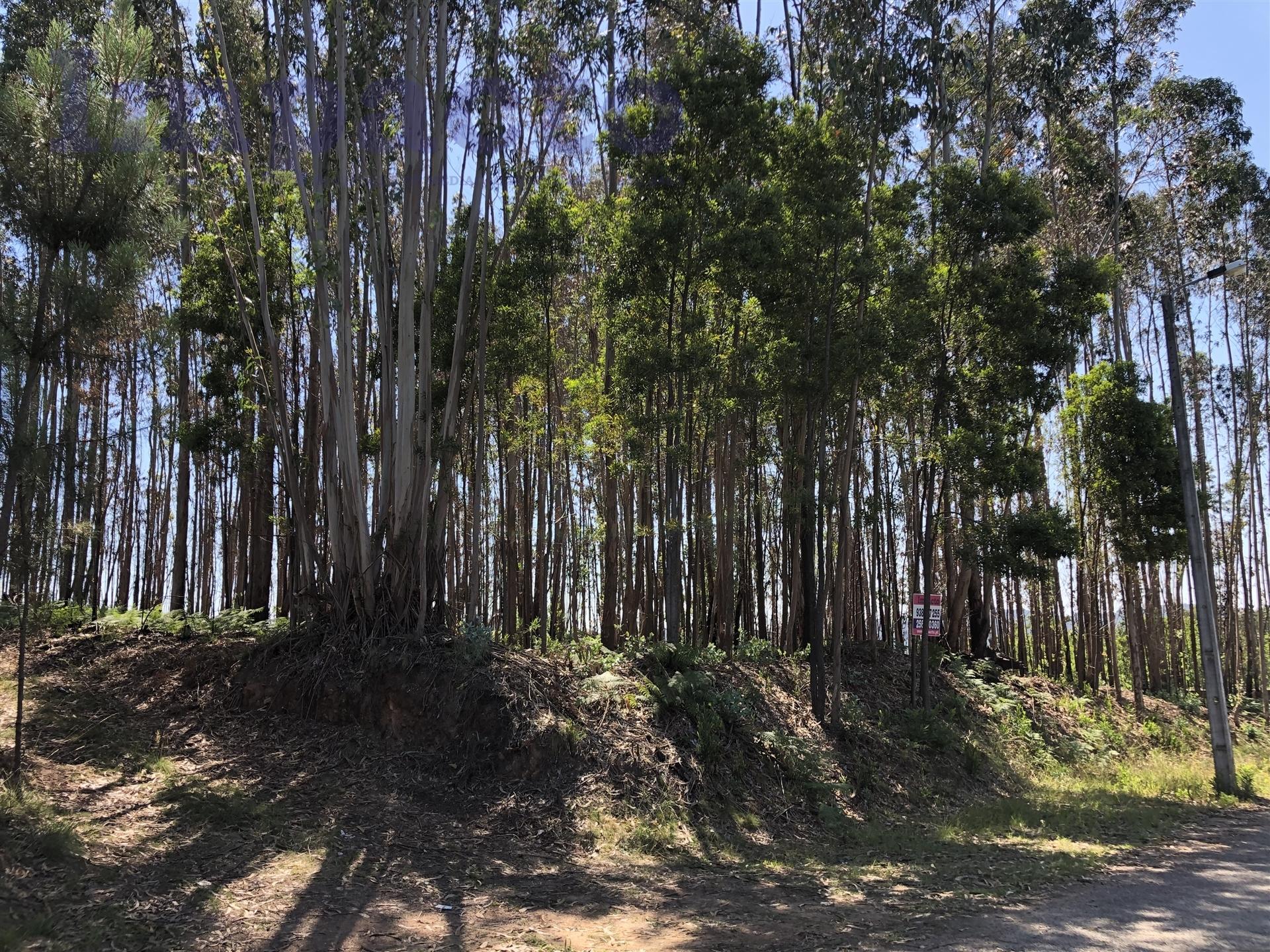 Terreno Rústico em Canedo, VFR