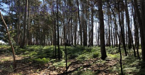Terreno Rústico em Canedo, Santa Maria da Feira