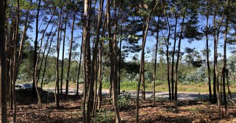 Terreno Rústico em Canedo, Santa Maria da Feira