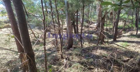 Lote terreno  para construção  de moradia unifamiliar em Cesar, Oliveira de Azeméis