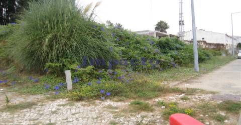 Loteamento em Cucujães, Oliveira de Azeméis