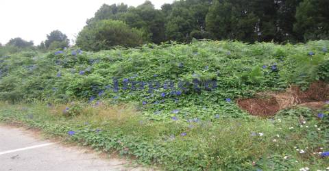 Loteamento em Cucujães, Oliveira de Azeméis