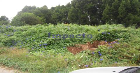 Loteamento em Cucujães, Oliveira de Azeméis