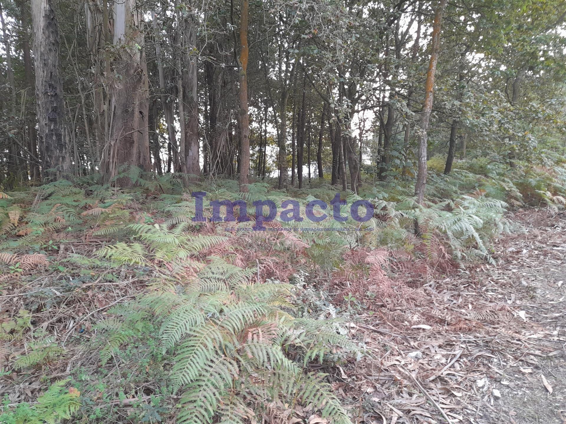 Terreno  Venda em Oliveira de Azeméis, Santiago de Riba-Ul, Ul, Macinhata da Seixa e Madail,Oliveira de Azeméis