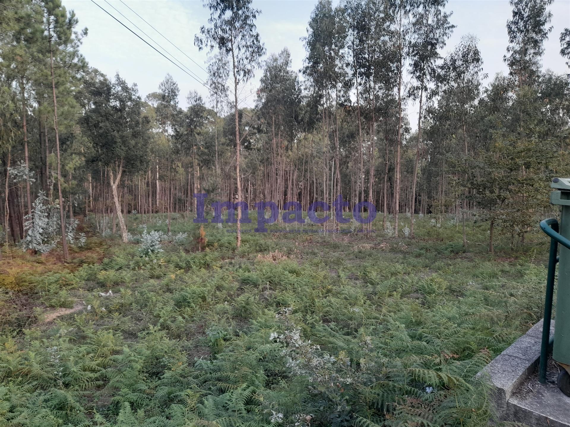 Terreno  Venda em Oliveira de Azeméis, Santiago de Riba-Ul, Ul, Macinhata da Seixa e Madail,Oliveira de Azeméis