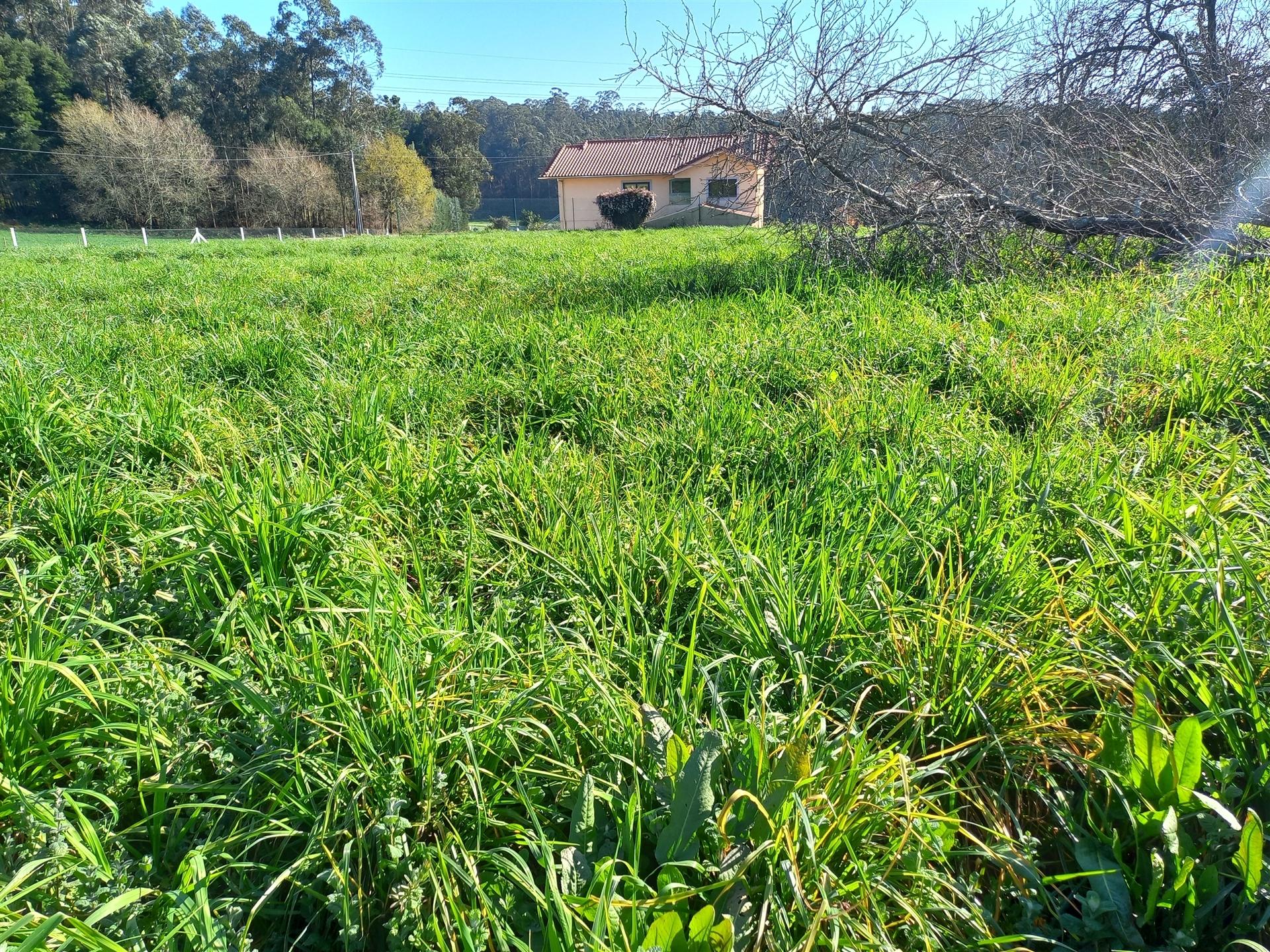 Terreno Rústico  Venda em São Martinho da Gândara,Oliveira de Azeméis