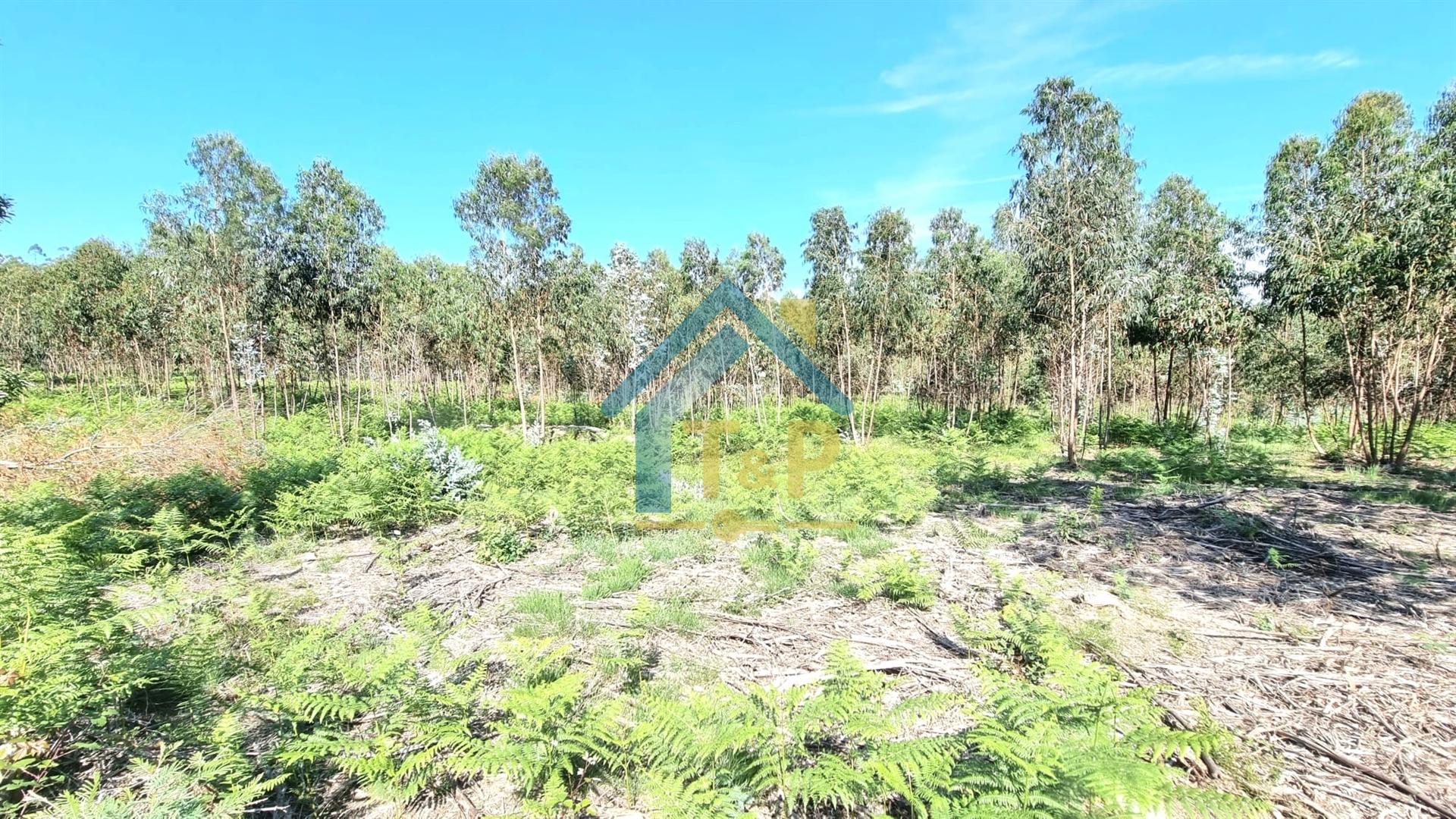 Terreno  Venda em Castêlo da Maia,Maia