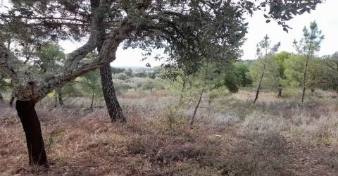 Terreno Rústico T0 Venda em Sarnadas de Ródão,Vila Velha de Rodão