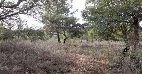 Terreno Rústico T0 Venda em Sarnadas de Ródão,Vila Velha de Rodão