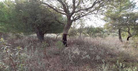 Terreno Rústico T0 Venda em Sarnadas de Ródão,Vila Velha de Rodão