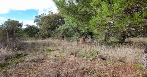 Terreno Rústico T0 Venda em Sarnadas de Ródão,Vila Velha de Rodão
