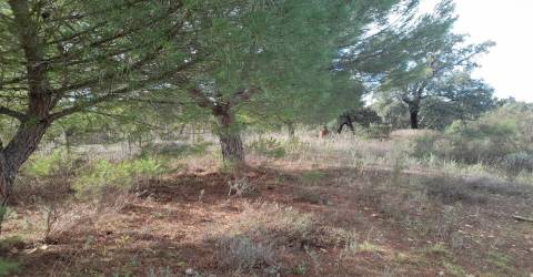 Terreno Rústico T0 Venda em Sarnadas de Ródão,Vila Velha de Rodão