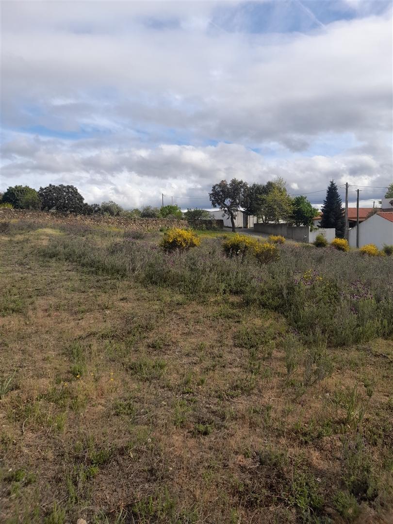 Terreno Rústico  Venda em Benquerenças,Castelo Branco