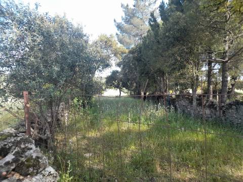 Terreno Rústico  Venda em Alcains,Castelo Branco