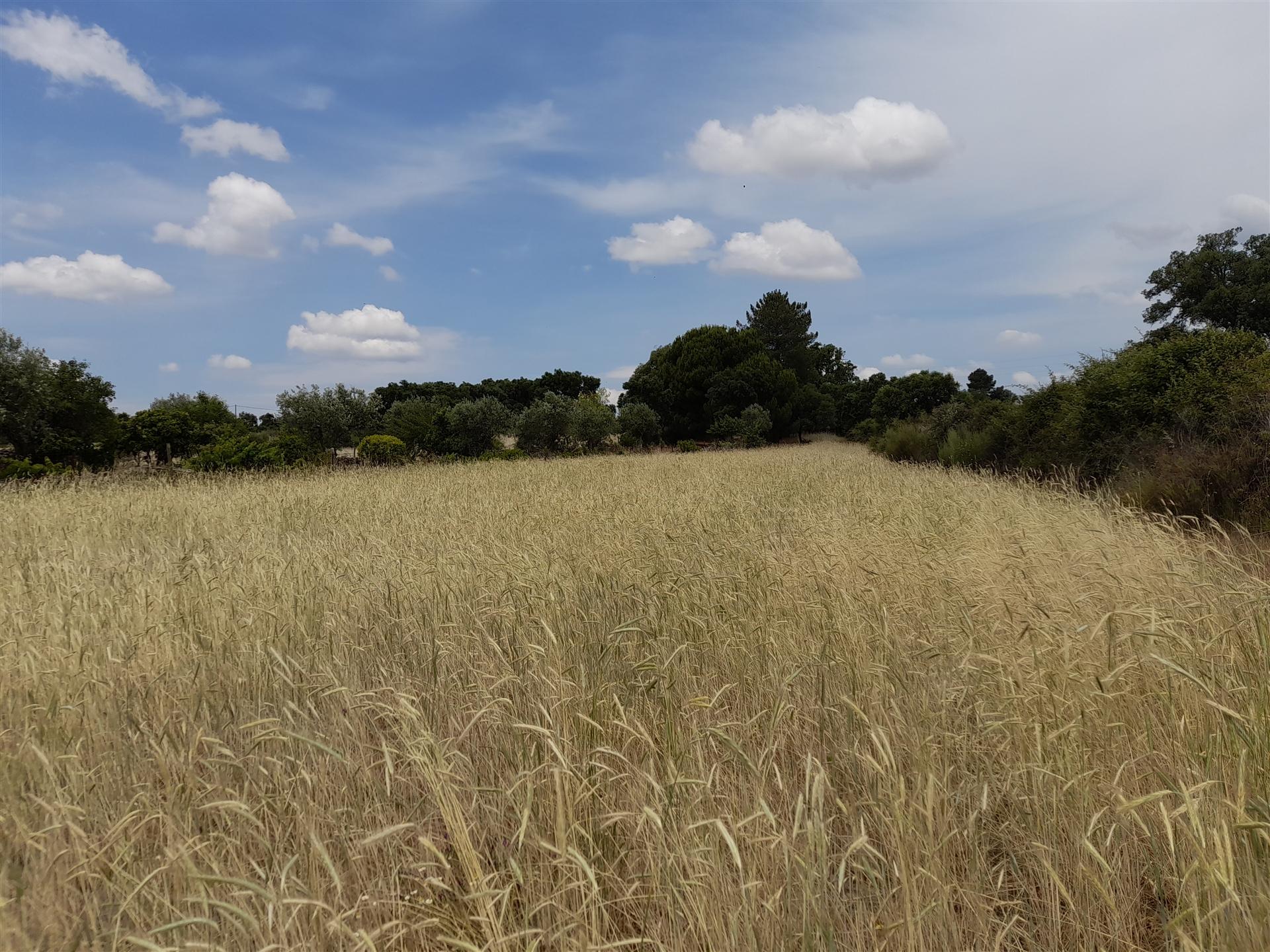 Terreno Rústico  Venda em Alcains,Castelo Branco