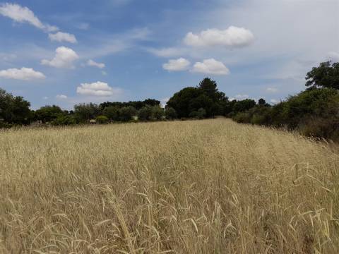 Terreno Rústico  Venda em Alcains,Castelo Branco