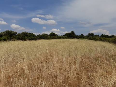 Terreno Rústico  Venda em Alcains,Castelo Branco