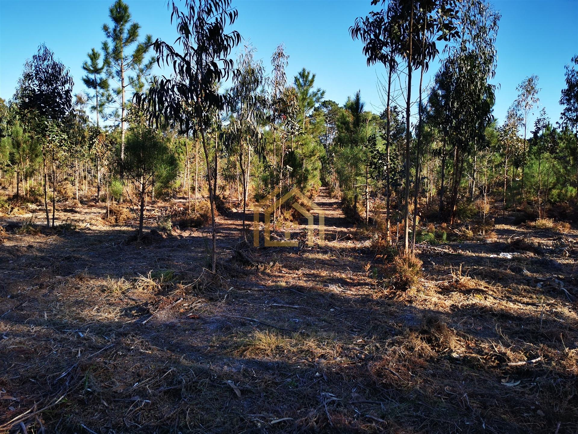 Terreno 22800m2, constrói em 3693 metros junto praia e estrada (eletricidade,água,esgotos) Portugal