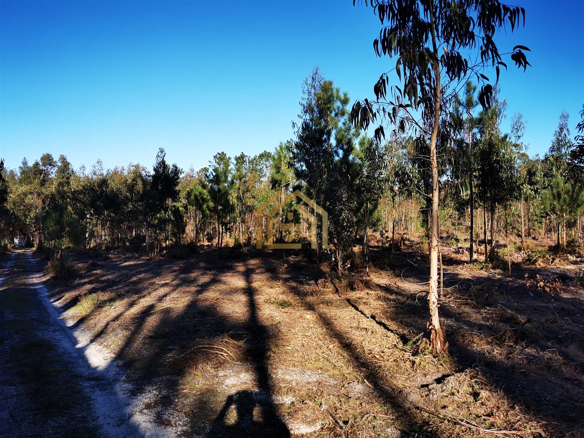 Terreno 22800m2, constrói em 3693 metros junto praia e estrada (eletricidade,água,esgotos) Portugal